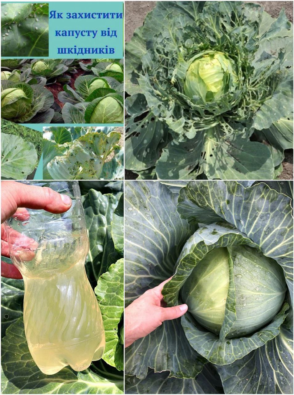 Це варто зробити саме зараз! Поливаю капусту цим “коктейлем” і ніяких шкідників не боюся! БЕЗ хімії, ним обробляє бабуся свою капусту багато років!