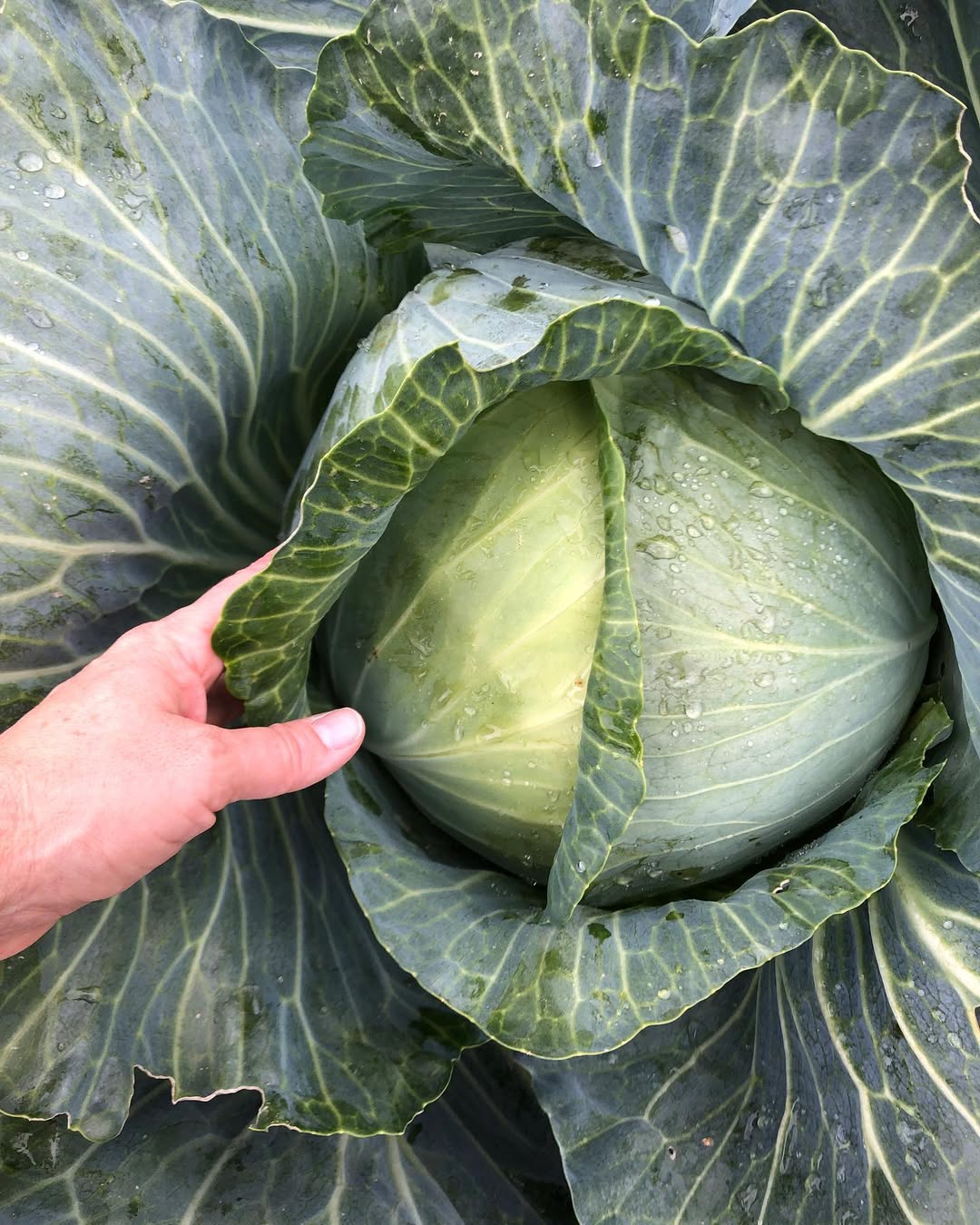 Це варто зробити саме зараз! Поливаю капусту цим “коктейлем” і ніяких шкідників не боюся! БЕЗ хімії, ним обробляє бабуся свою капусту багато років!